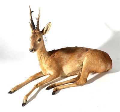 Lot 212 - Taxidermy: Roebuck (Capreolus capreolus), modern, full mount buck in recumbent position with...