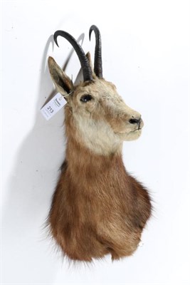 Lot 213 - Taxidermy: Alpine Chamois (Rupicapra rupicapra), circa 1970, shoulder mount in winter coat with...