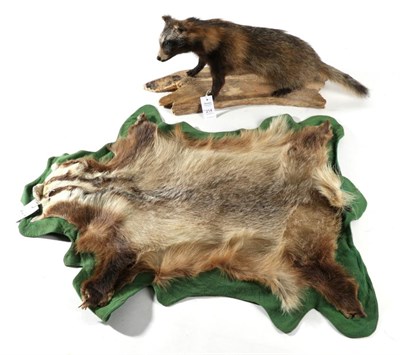 Lot 214 - Taxidermy: Raccoon Dog (Nyctereutes procyonoides), circa late 20th century, full mount with...