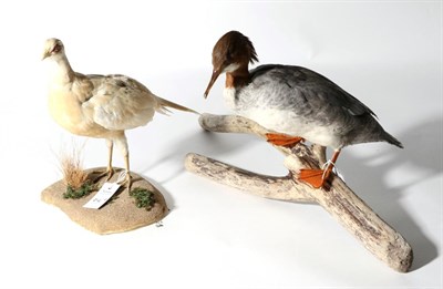 Lot 216 - Taxidermy: Goosander (Mergus merganser), Albino Pheasant (Phasinus colchicus), modern, a full mount