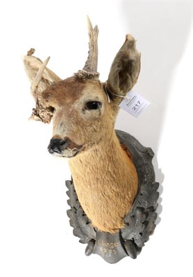 Lot 217 - Taxidermy: Abnormal Roebuck (Capreolus capreolus), circa 1979, head mount looking straight...