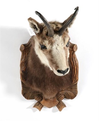 Lot 218 - Taxidermy: Alpine Chamois (Rupicapra rupicapra), circa 1980, shoulder mount with head turning...