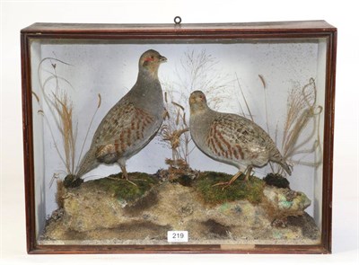 Lot 219 - Taxidermy: English Partridge (Perdix perdix), early 20th century, a pair of full mounts on a...