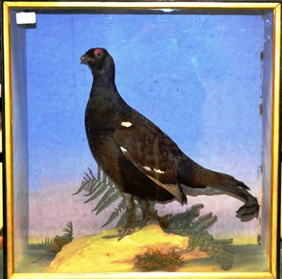 Lot 220 - Taxidermy: Blackcock (Tetrao tetrix), circa 1871, by Henry Shaw, Salop, stood upon a faux rock with