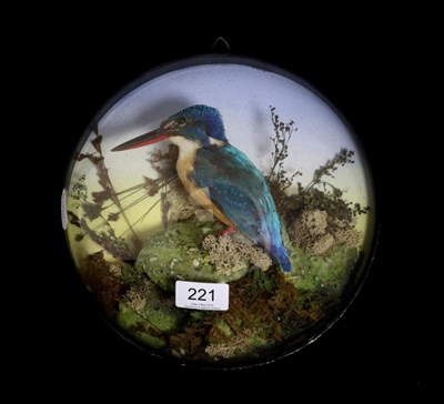 Lot 221 - Taxidermy: Common kingfisher (Alcedo atthis), circa early 20th century, full mount bird perched...