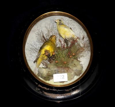 Lot 222 - Taxidermy: Victorian Cased Finches, in the manner of T.E.Gunn, Norwich, Norfolk, 1844-1923, a...