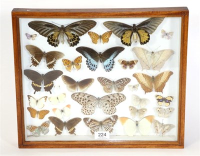 Lot 224 - Entomology: Framed Asian Butterflies, circa 1970, a framed collection of 30 various Asian...