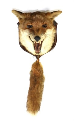 Lot 226 - Taxidermy: Red Fox Mask (Vulpes vulpes), circa late 20th century, Red Fox mask with mouth agape...