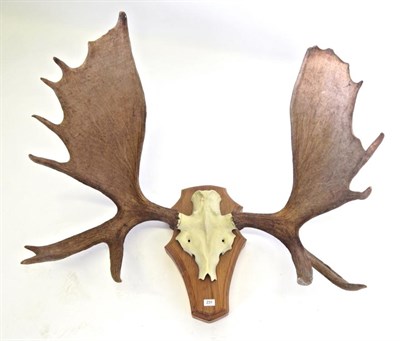 Lot 231 - Taxidermy: Large Moose Antlers (Alces alces), a large set of antlers on faux metal cut upper...