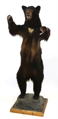 Lot 232 - Taxidermy: North American Black Bear (Ursus americanus), circa 1960, full mount female stood...