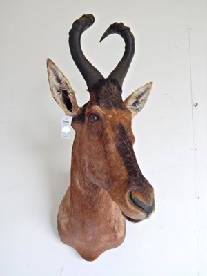 Lot 2 - Taxidermy: Red Hartebeest (Alcelaphus caama), modern, shoulder mount with head turning to the left