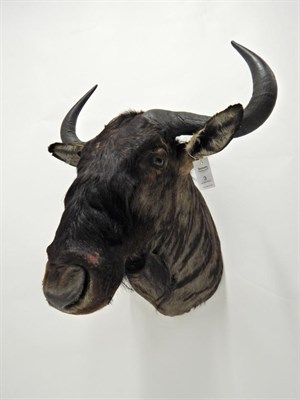 Lot 3 - Taxidermy: Blue Wildebeest (Connochaetes taurinus), modern, shoulder mount with head turning...