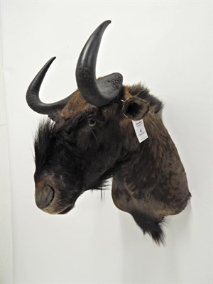 Lot 4 - Taxidermy: Black Wildebeest (Connochaetes gnou), modern, shoulder mount, with head turning slightly