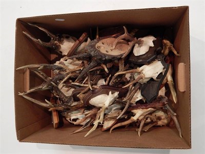Lot 5 - Taxidermy: Roe Deer (Capreolus capreolus), circa late 20th century, fifteen various sets of...
