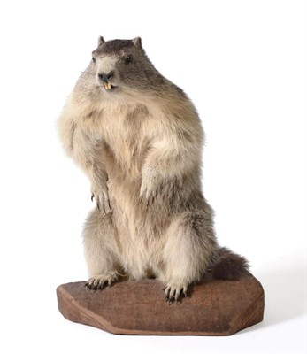 Lot 6 - Taxidermy: Alpine Marmot (Marmota marmota), circa late 20th century, full mount stood up on...