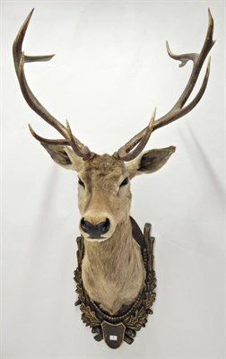 Lot 7 - Taxidermy: Large European Red Deer (Cervus elaphus), circa late 20th century, shoulder mount...