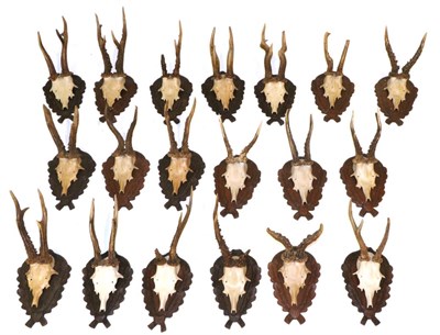 Lot 12 - Taxidermy: Roe Buck (Capreolus capreolus) circa 1958, nineteen sets of abnormal Roe Buck antlers on