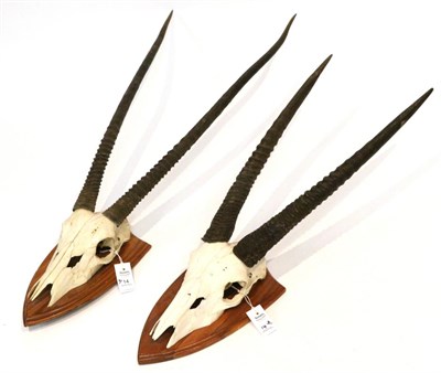 Lot 14 - Taxidermy: Gemsbok Oryx (Oryx gazella) circa late 20th century, horns on cut upper skulls on shaped