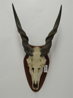 Lot 15 - Taxidermy: Common Eland (Taurotragus oryx) circa late 20th century, horns on cut upper skull on...