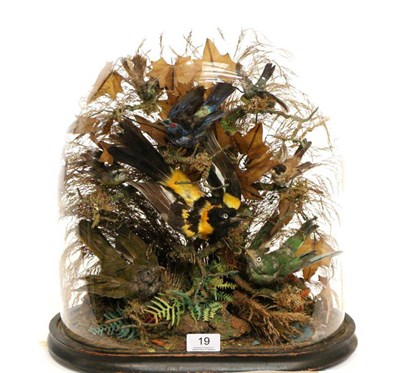 Lot 19 - Taxidermy: A Victorian Display of Exotic Birds, circa 1880, eight various species including Humming