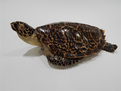 Lot 21 - Taxidermy: Hawksbill Sea Turtle (Eretmochelys imbricata) circa 1910, full mount with head...