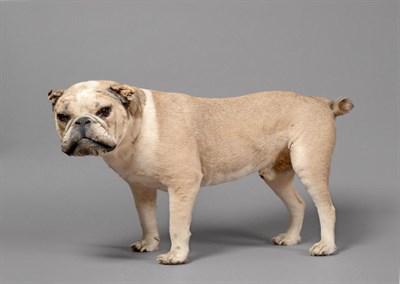 Lot 22 - Taxidermy: A Late 19th/Early 20th Century English Bulldog, full mount male dog stood with head...