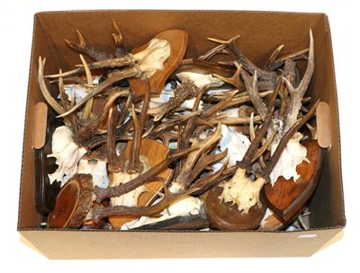 Lot 23 - Taxidermy: Roe Deer (Capreolus capreolus), circa late 20th century, fifteen various sets of...