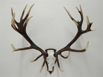 Lot 24 - Taxidermy: European Red Deer (Cervus elaphus) circa late 20th century, impressive large antlers...