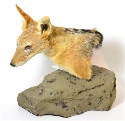 Lot 26 - Taxidermy: Black-Backed Jackal (Canis mesomelas), modern, shoulder mount with head turning to...