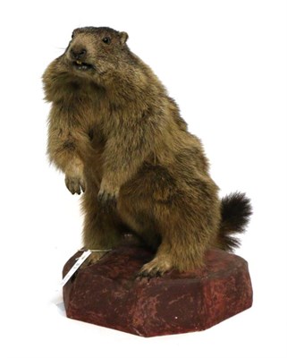 Lot 27 - Taxidermy: Alpine Marmot (Marmota marmota) circa late 20th century- full mount stood up on hind...