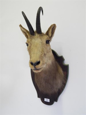 Lot 28 - Taxidermy: Alpine Chamois (Rupicapra rupicapra), circa late 20th century, shoulder mount...