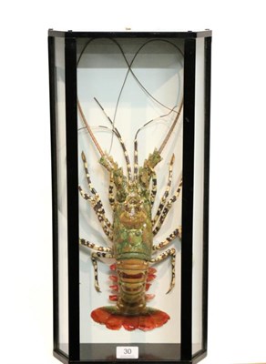 Lot 30 - Taxidermy: Ornate Spiny Lobster (Panulirus ornatus), modern, full mount, specimen with limbs...