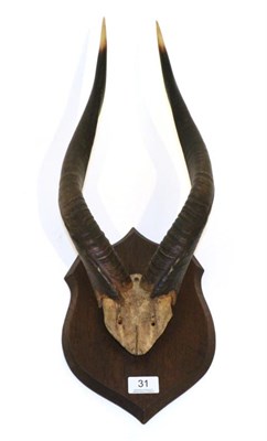 Lot 31 - Taxidermy: Cape Bushbuck (Tragelaphus sylvaticus) circa 1920, large horns on cut upper skull...