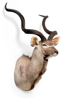 Lot 32 - Taxidermy: Cape Greater Kudu (Strepsiceros strepsiceros), circa 2012, large bull shoulder mount...