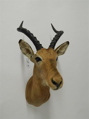 Lot 34 - Taxidermy: Common Impala (Aepyceros melampus), modern, shoulder mount looking straight ahead, right