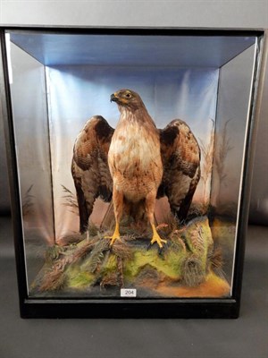 Lot 35 - Taxidermy: A Cased Red-Tailed Hawk (Buteo jamaicensis), circa 1883, full mount stood upon a...