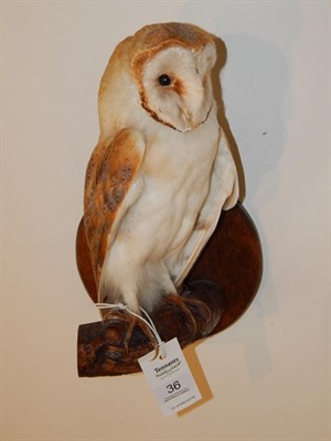 Lot 36 - Taxidermy: Barn Owl (Tito alba) circa 2000, full mount bird perched upon a tree branch...
