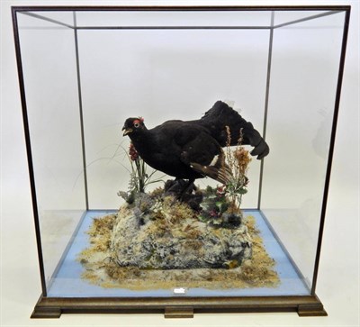 Lot 37 - Taxidermy: Black Grouse (Tetrao tetrix) circa late 20th century, cock bird full mount with head...