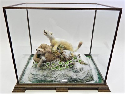 Lot 38 - Taxidermy: A Pair of Cased Ermine (Mustela erminea) circa late 20th century, one full mount...
