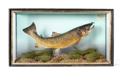 Lot 39 - Taxidermy: A Cased Brown Trout (Salmo trutta) circa 1900, in swimming pose taking a fly, set...