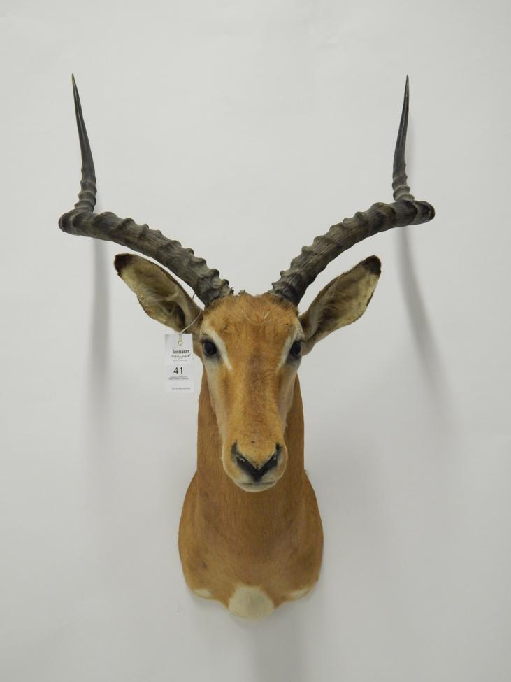 Lot 41 - Taxidermy: Impala (Aepyceros melampus), circa late 20th century, large shoulder mount looking...