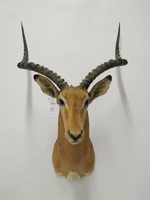Lot 41 - Taxidermy: Impala (Aepyceros melampus), circa late 20th century, large shoulder mount looking...
