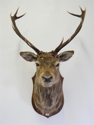 Lot 42 - Taxidermy: Scottish Red Deer Stag (Cervus elaphus) circa late 20th century, shoulder mount...