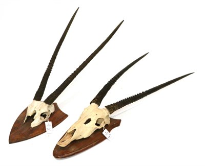 Lot 47 - Taxidermy: Gemsbok Oryx (Oryx gazella) circa late 20th century, horns on cut upper skulls on shaped