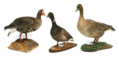 Lot 48 - Taxidermy: Geese, circa late 20th century, full mount Bean Goose (Anser fabalis) stood upon...