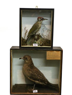 Lot 50 - Taxidermy: Green Woodpecker (Picus viridis) circa 1900, by J E Massey, Finkle Street, Malton,...