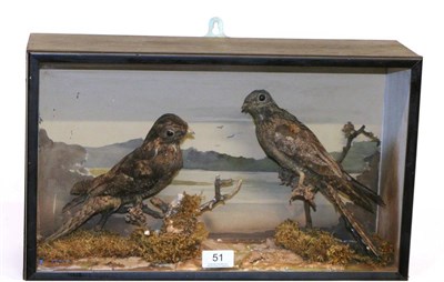 Lot 51 - Taxidermy: A Victorian Cased Pair of European Nightjar (Caprimulgus europaeus) a pair of full...