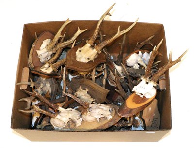 Lot 52 - Taxidermy: Roe Deer (Capreolus capreolus), circa late 20th century, fifteen various sets of...
