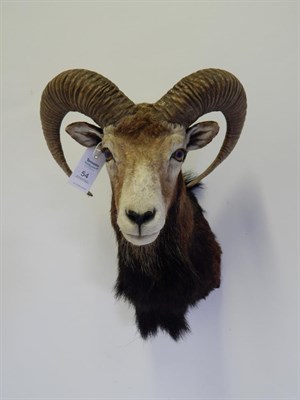 Lot 54 - Taxidermy: European Mouflon (Ovis orientalismusimon), circa late 20th century, shoulder mount...