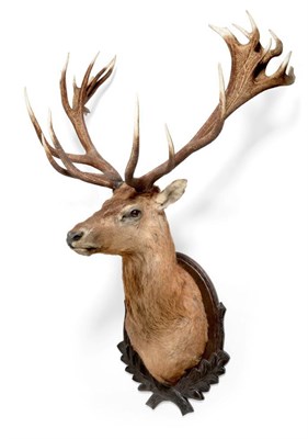 Lot 55 - Taxidermy: A Large, Impressive European Red Deer (Cervus elaphus), circa late 20th century,...